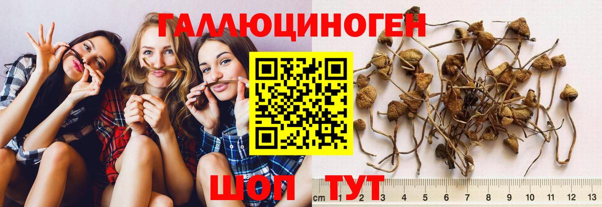 Ноябрьск  Псилоцибиновые грибы Psilocybine cubensis  Вход с VPN 
